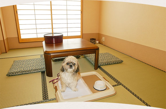 Rooms for relaxing with your pet