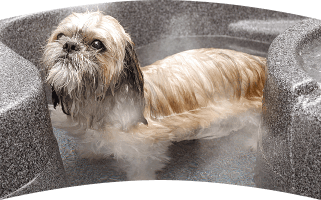 Enjoy the open air hotspring with your dog